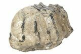 Partial Southern Mammoth Molar - Hungary #235255-3